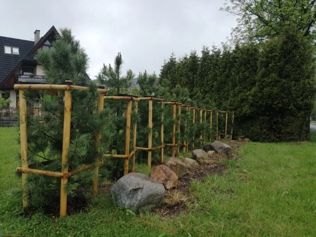 Zakopane wzbogaciło się o nowe nasadzenia drzew