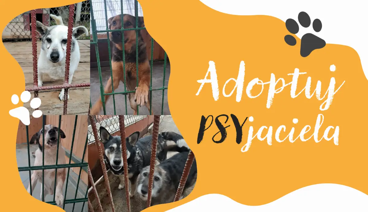 Możliwość adopcji psów ze schroniska w Nowym Targu